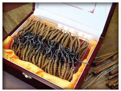 翰林镇冬虫夏草回收